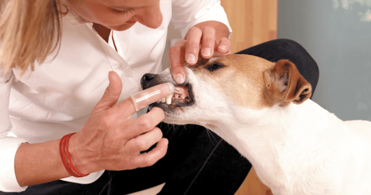 dog having teeth brushed