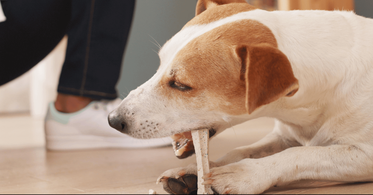 dog chewing on dental stick