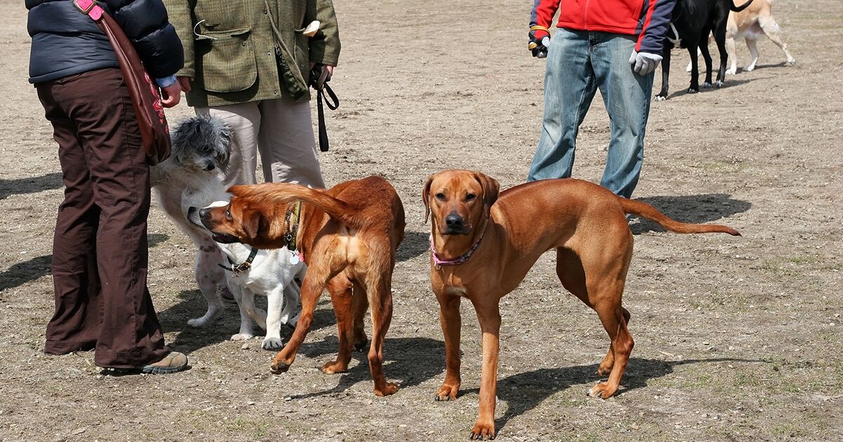 Group of dogs and humans in the park.