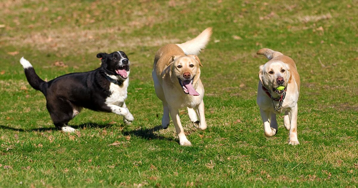 Three dogs playing in a grassy park.