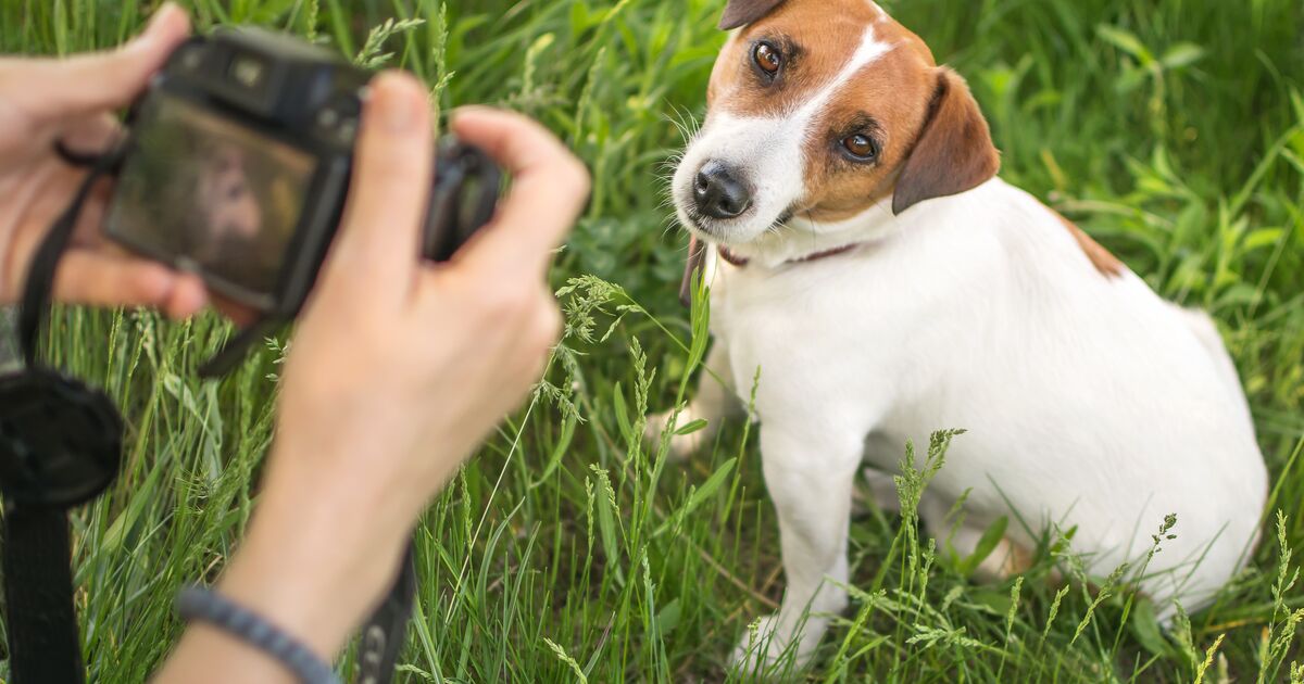 Person taking a photo of their small dog sitting outside on the grass.