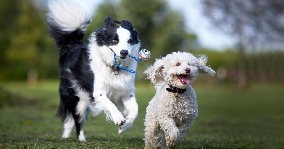 Two dogs running together in a field.