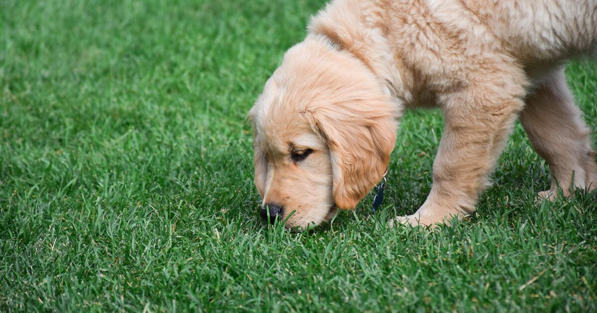 Golden Retriever puppy sniffing the grass outside.