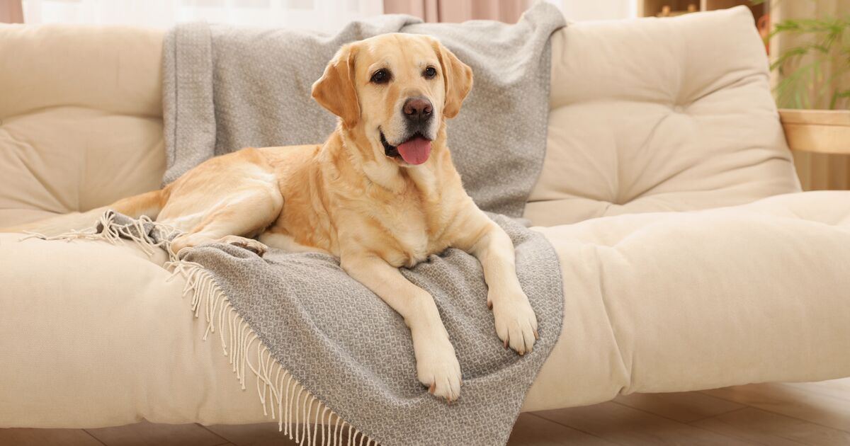 Golden Retriever lying on a sofa, at home.