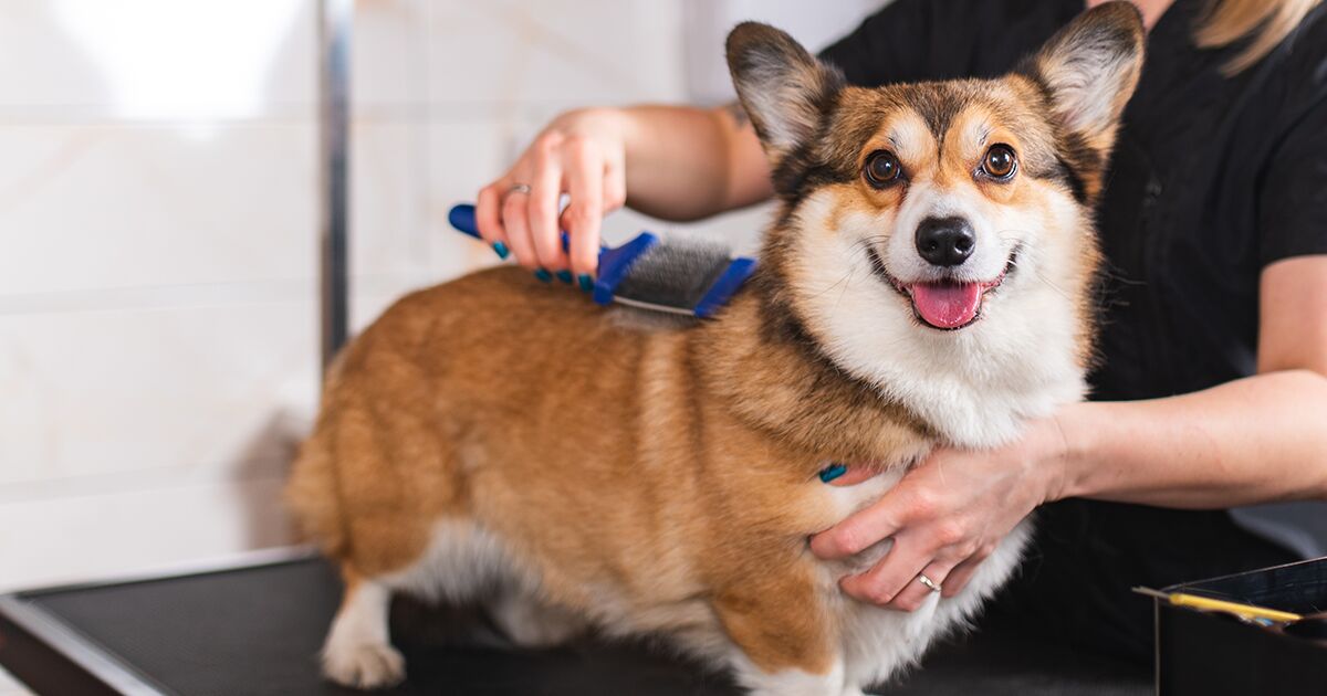 welsh Corgi being brushed at the groom