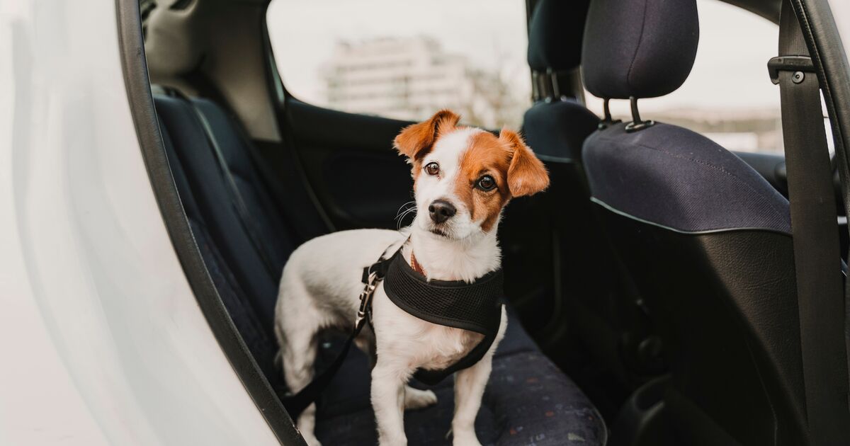 Jack Russell dog in the back seats of a car, strapped into a harness.