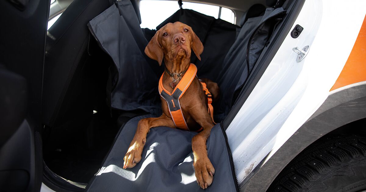 A dog lying down in a car with an orange harness.