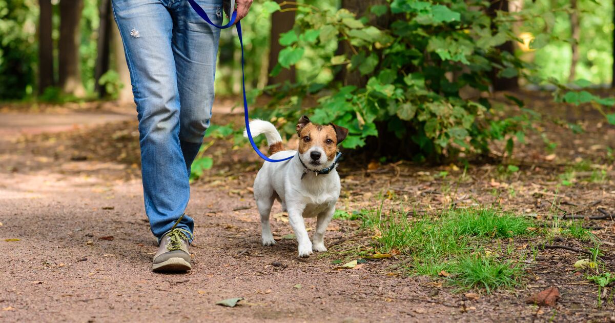 Man walking dog on a forest path.