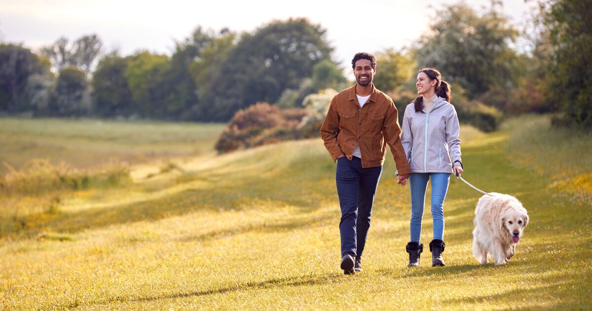 Couple walking a golden retriever in a field