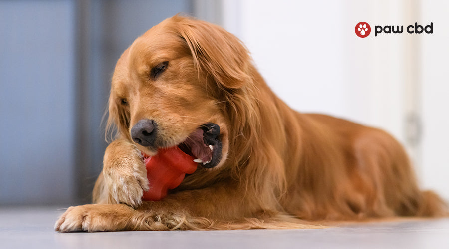 A dog laying down chewing on a dog toy.