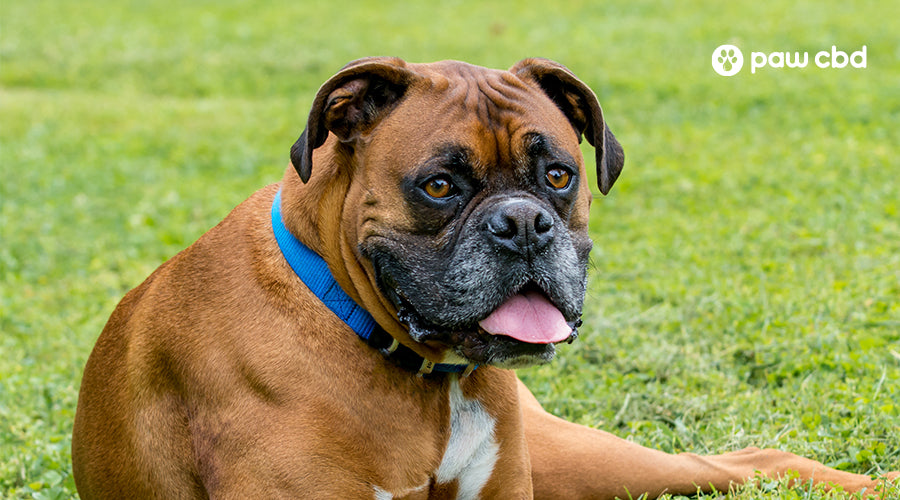 A dog laying down on the grass