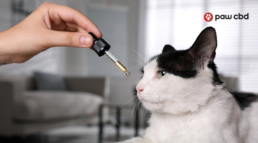 Someone holding a dropper full of CBD oil in front of their cat