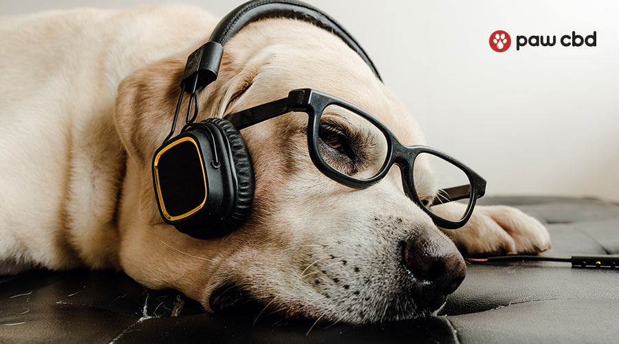 dog with human headphones on his head