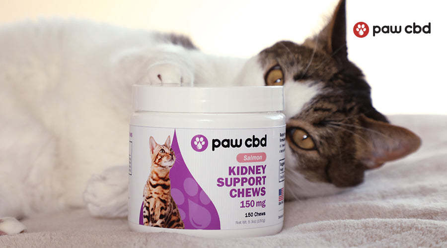 paw cbd salmon kidney support chews 150 mg container with a cat behind it touching it all on a blanket