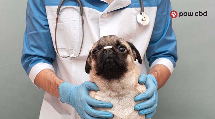 A veterinarian with gloves on holding a dog with a probiotic pill on top of its nose 