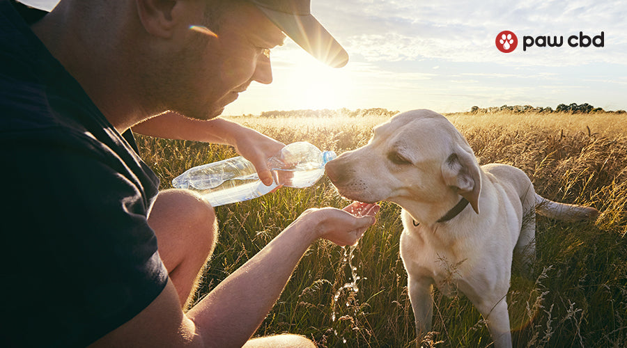 how to keep dogs cool in summer