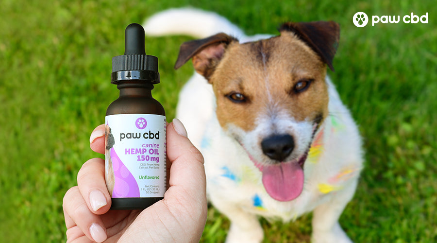 Someone holding canine hemp oil unflavored above a dog - Paw CBD