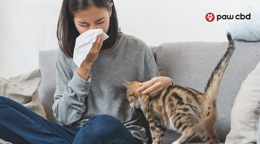 A woman covering her nose and mouth with a tissue as she pets her cat on a couch