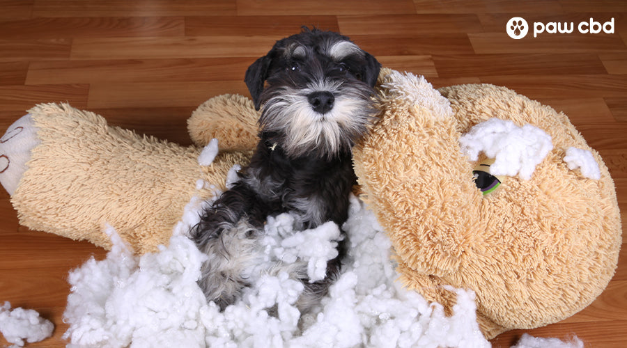 A dog laying on a stuffed animal that it chewed up - Paw CBD