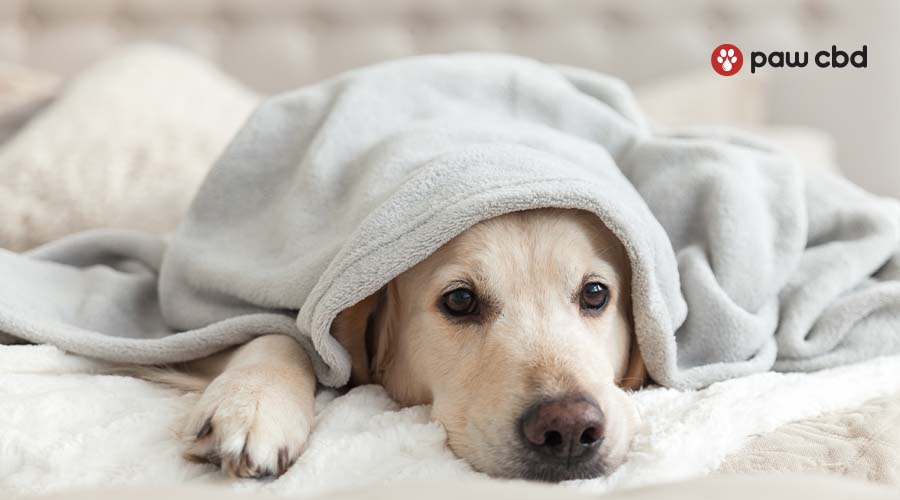 A dog laying down on a bed resting its head with a blanket over the dog