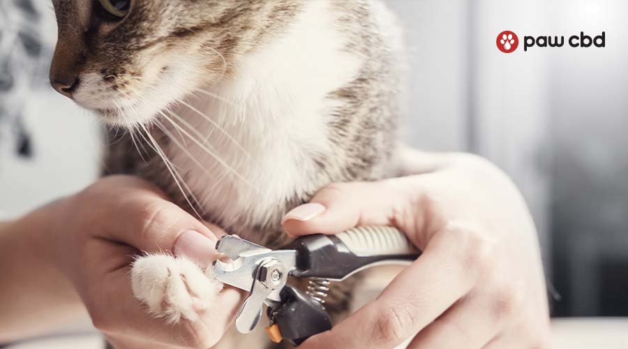 A woman trimming her cats nails with nail clippers