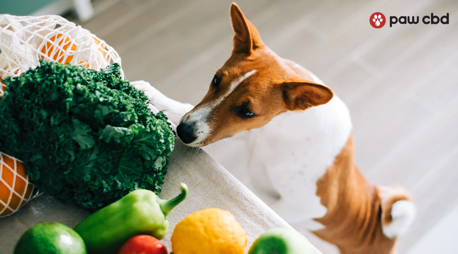 A dog reaching up to a kitchen counter with various fruits and vegetables on it - Paw CBD 