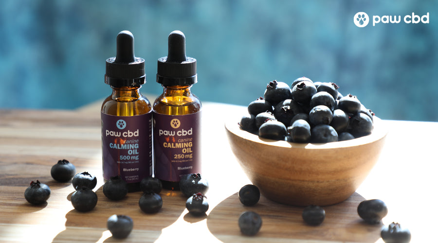 Canine calming oil 500 mg blueberry and canine calming oil 250 mg blueberry next to a bowl full of blueberries with blueberries around them - Paw CBD