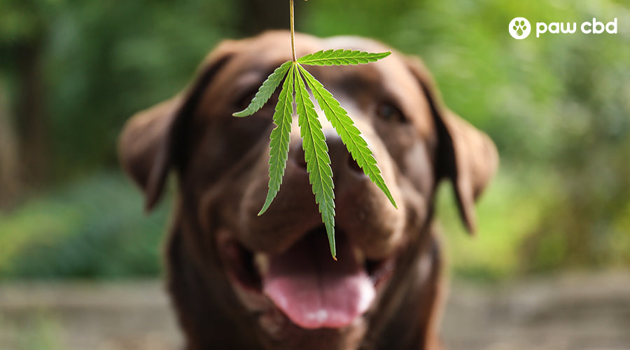 A hemp leaf hanging in front of a dog - Paw CBD