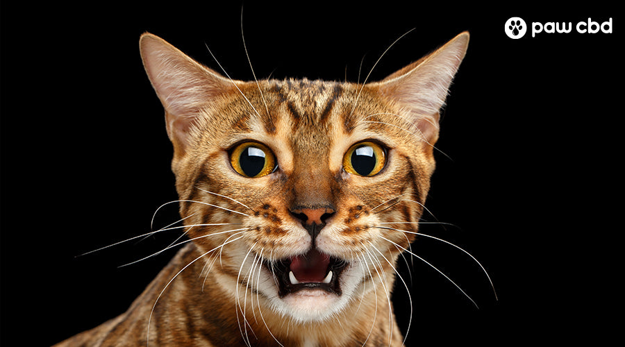 5 Reasons Why Your Cat Is Growling & How To Stop It