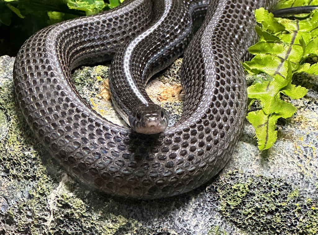 Photograph of a gravid garter snake