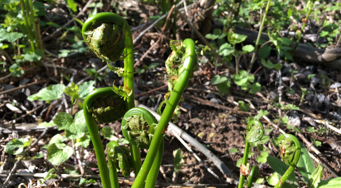 Fiddleheads