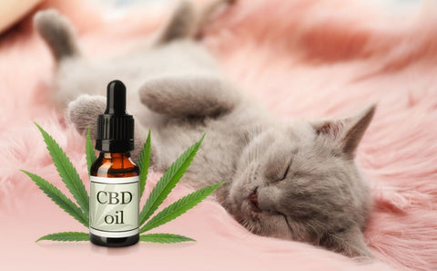 what oil to use for cbd oil
