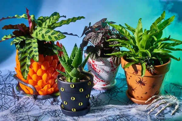 A Halloween-Themed Plant - Halloween Gift Ideas