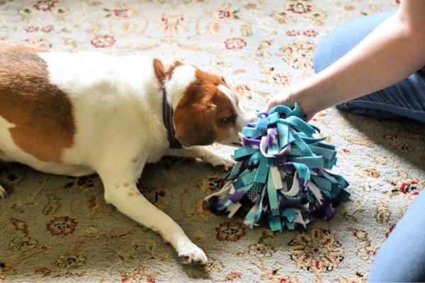 DIY Toy for Your Dog