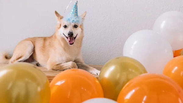 Fun Activities to Celebrate Your Furry Friend Day