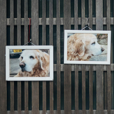 Dog Photo Frame