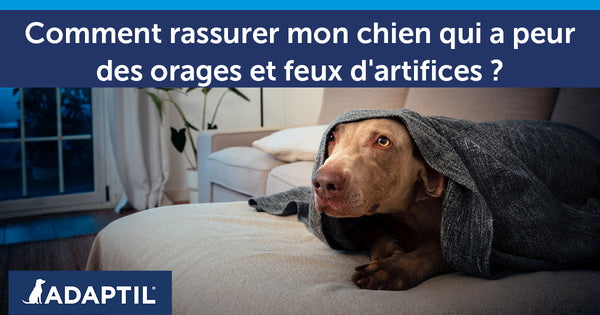 mon chien a peur des orages et des feux d'artifices