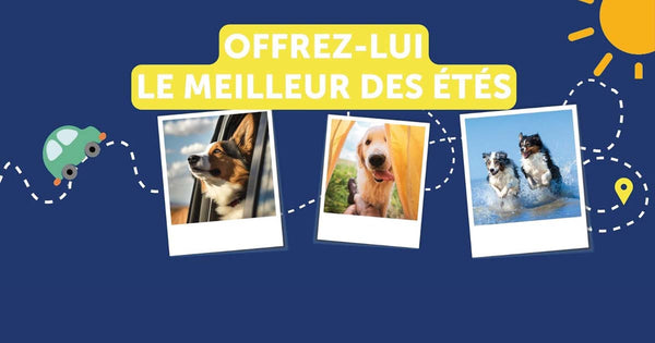 offrez le meilleur des été à votre chien