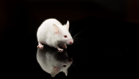 White adult mouse