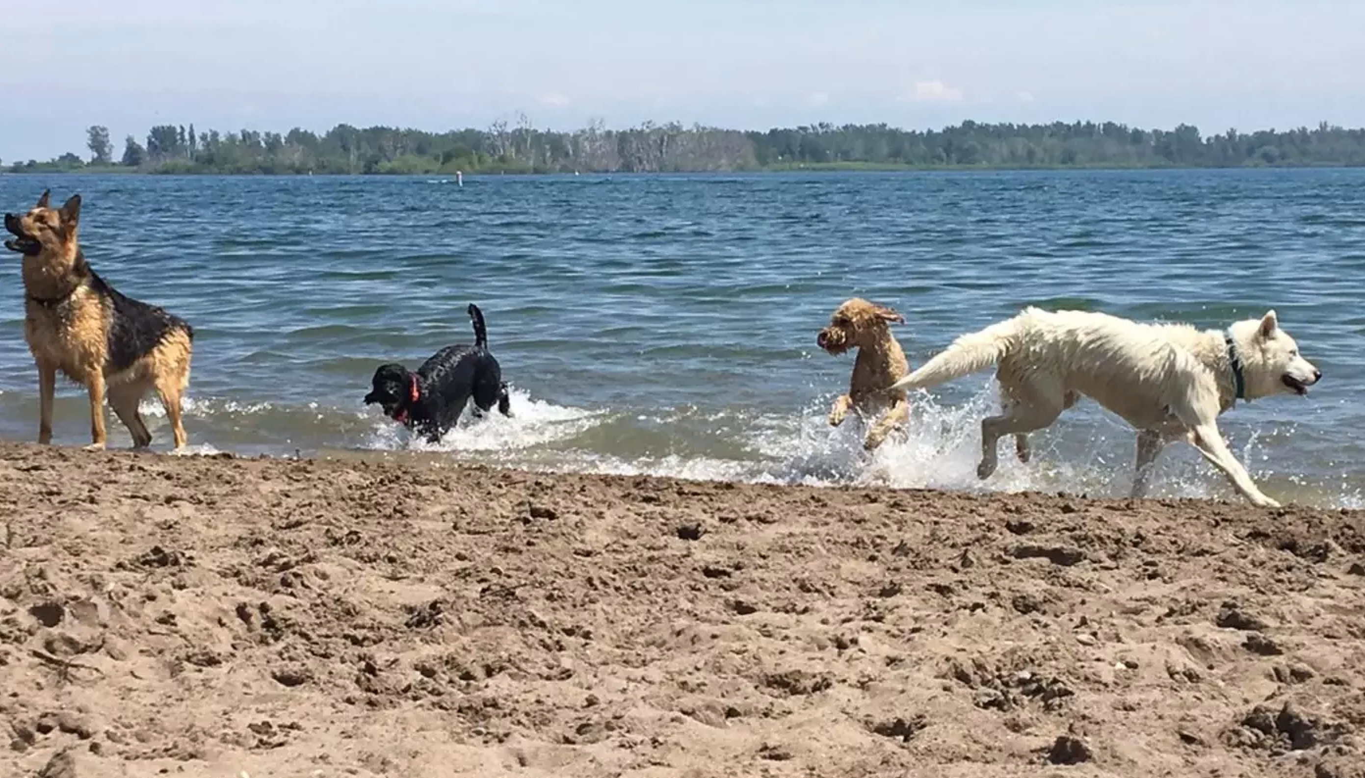 Cherry Beach, off-leash dog park toronto