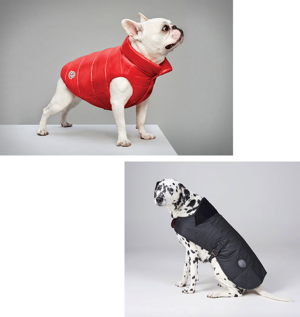 staffy dog coats