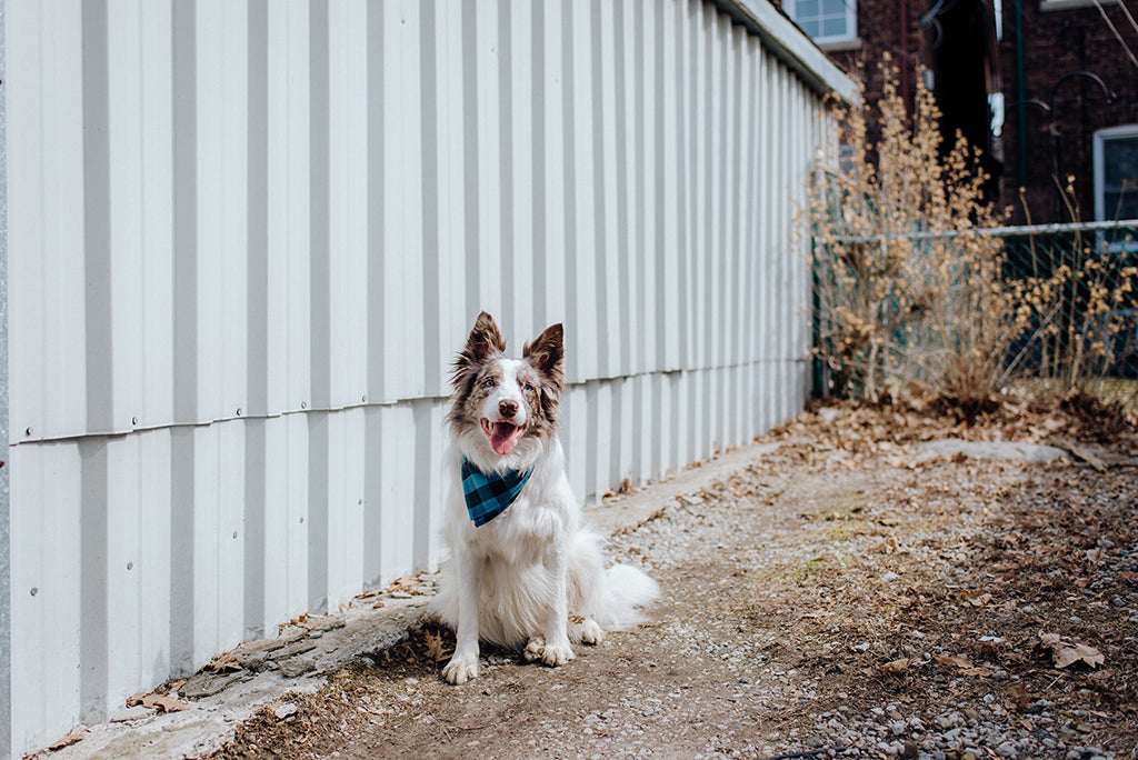 Dog Bandana Life With Carter