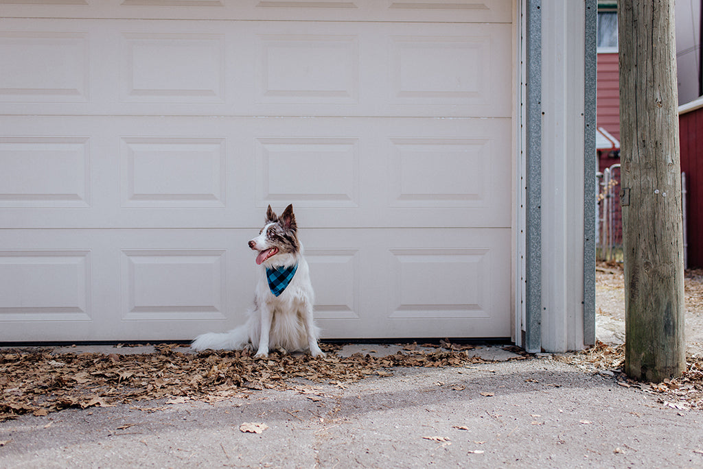 dog bandana canada