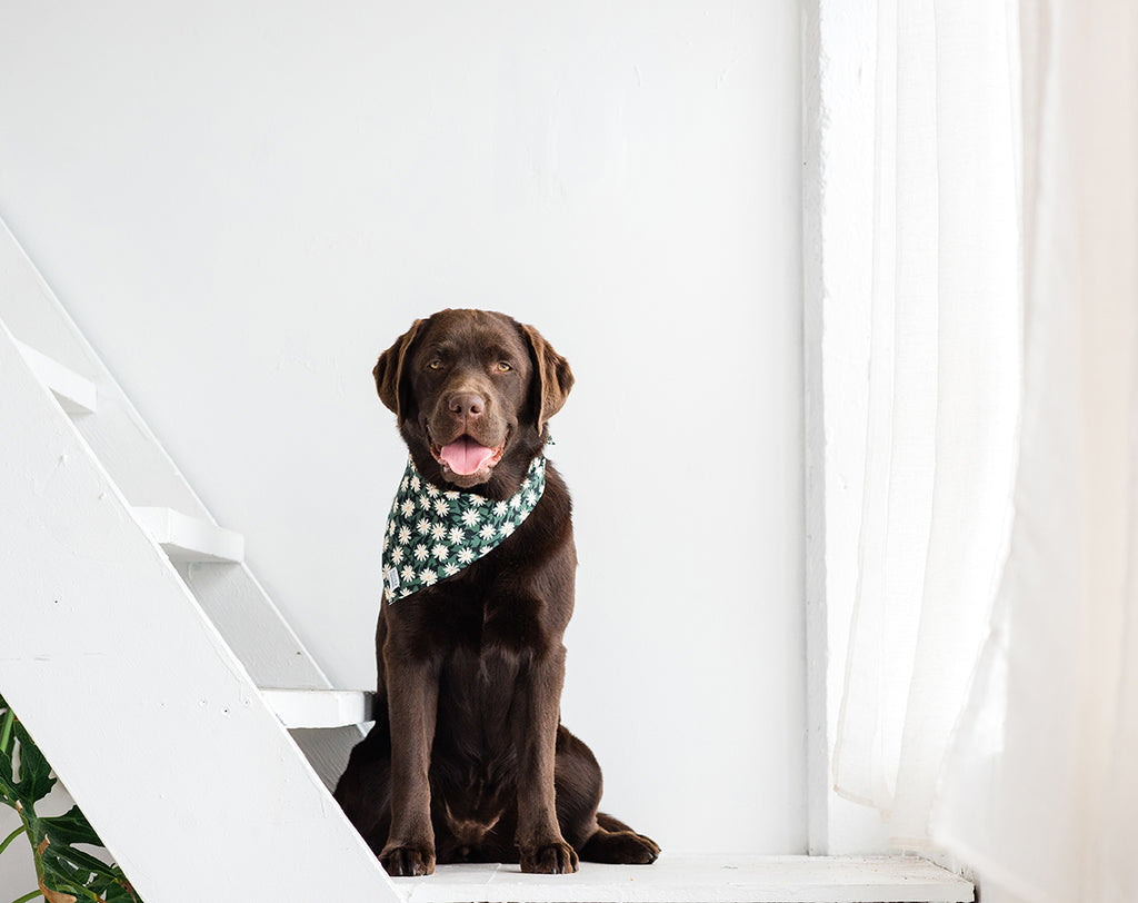 dog bandana daisy