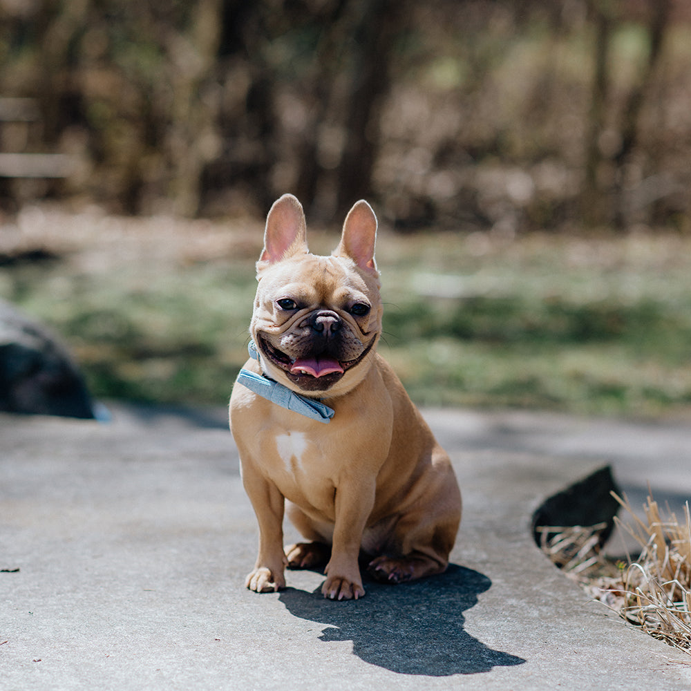 bow tie dog collar