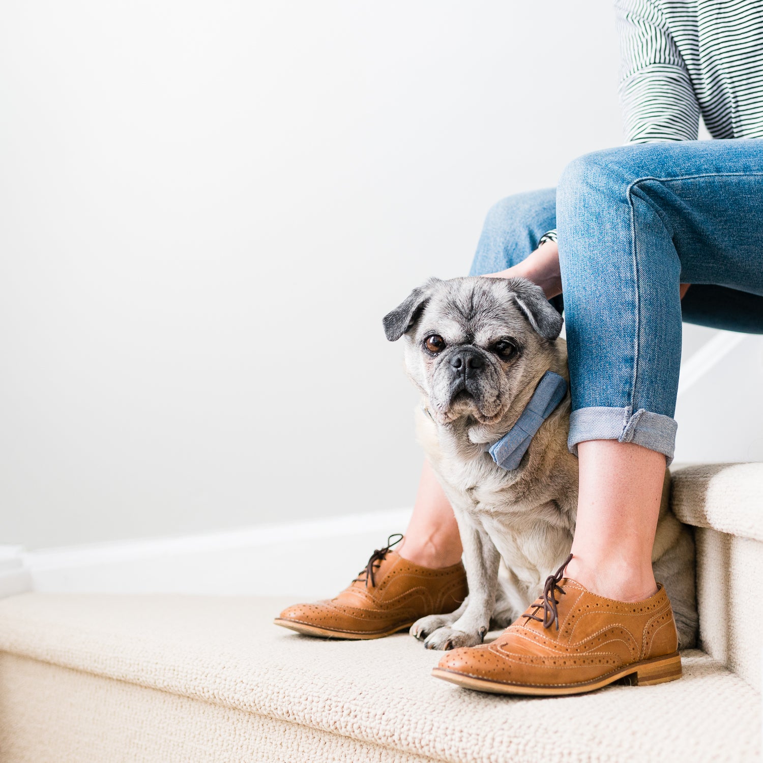 Denim Bow Tie Dog Collar