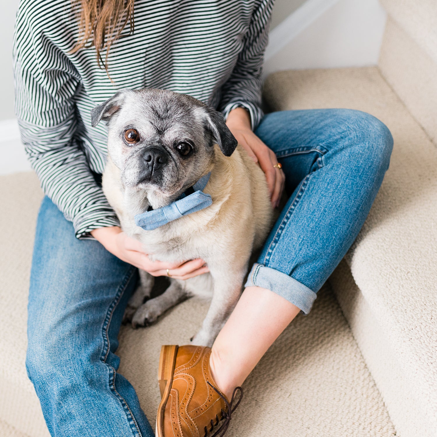 Denim Bow Tie Dog Collar