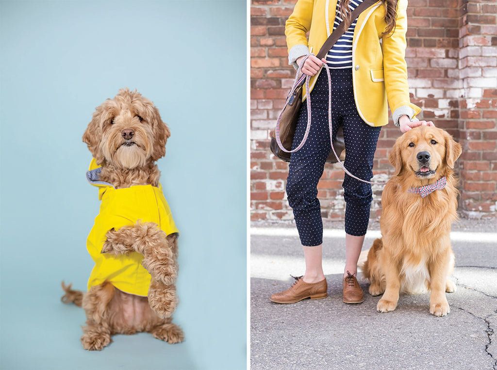 dog wearing yellow tee shirt and dog wearing bow tie collar and matching leash, dog photography tips from gooseberry studios