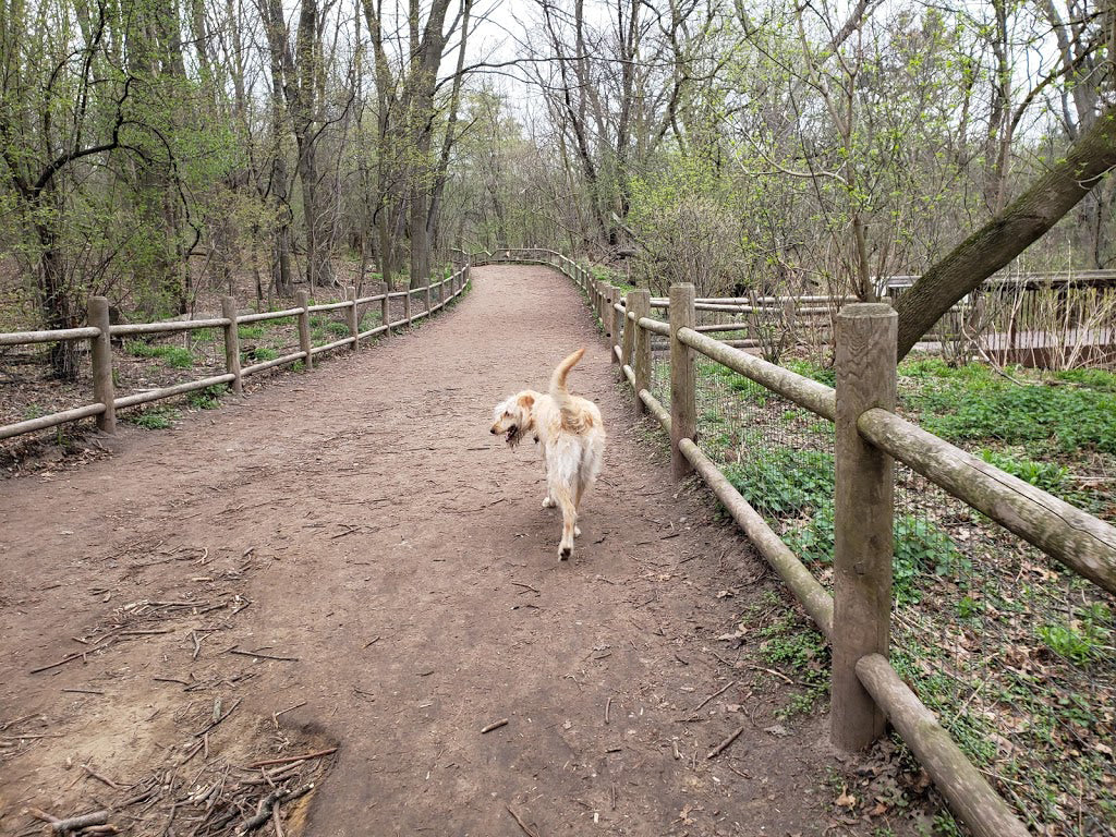 best off leash dog parks, toronto, high park dog park