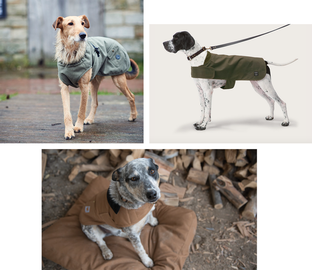 dog jumpers for staffies